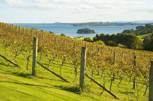 Autumn vineyard on Waiheke Island, Auckland, North Island, New Zealand, Pacific