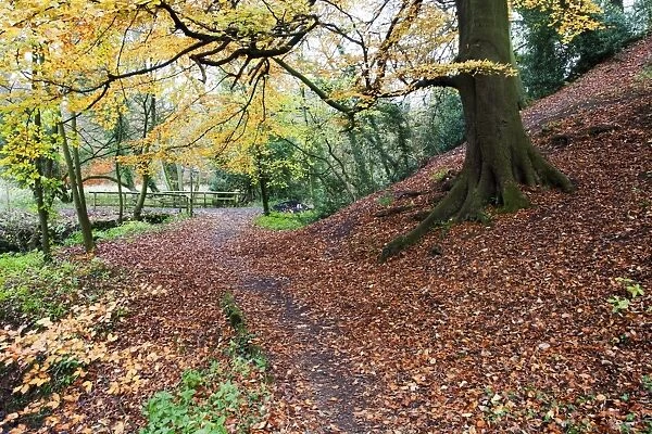 Autumn woodland at Macintosh Park in Knaresboroug, North Yorkshire, Yorkshire, England, United Kingdom, Europe