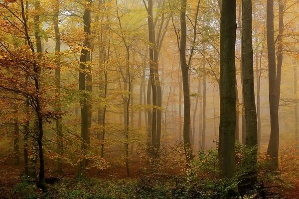 Autumnal forest, Kastel-Staadt, Rhineland-Palatinate (Rheinland-Pfalz), Germany, Europe