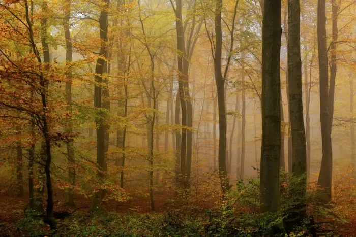 Framed Print : Autumnal forest, Kastel-Staadt, Rhineland-Palatinate (Rheinland-Pfalz), Germany, Europe Framed Print : Autumnal forest, Kastel-Staadt, Rhineland-Palatinate (Rheinland-Pfalz), Germany, Europe