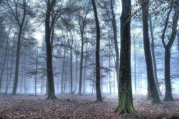Autumnal forest, Rhineland-Palatinate (Rheinland-Pfalz), Germany, Europe