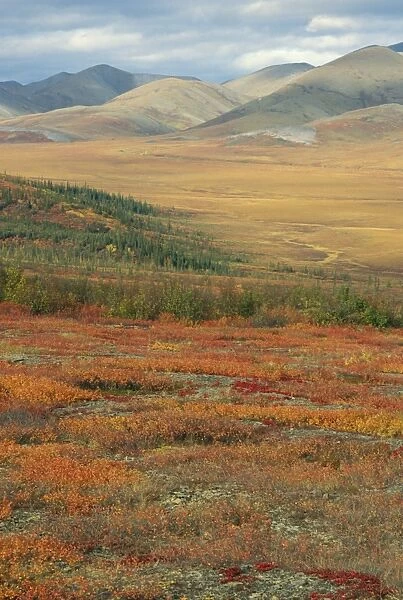 Autumnal hues in landscape of the Richardson Mountains, Yukon, Canada