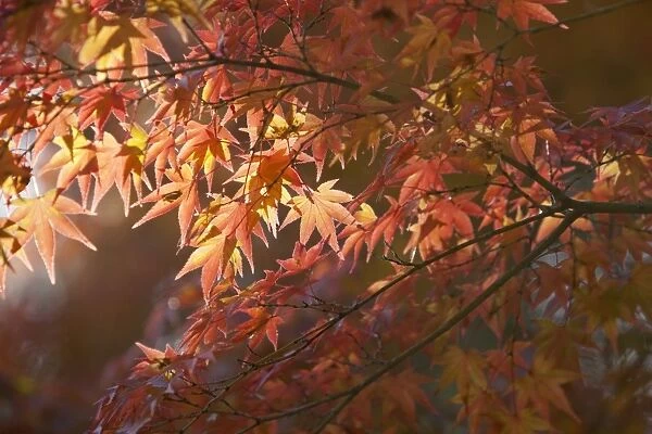 Autumnal maple leaves, Kyoto, Japan, Asia