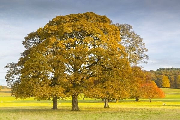 Autumnal trees in Chatsworth Park, Peak District National Park, Derbyshire, England
