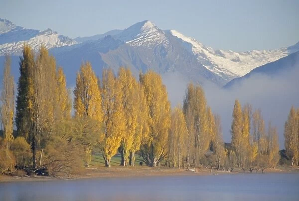 Autumnal trees beside Lake Wanaka