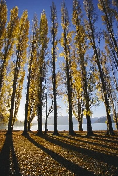 Autumnal trees by Lake Wanaka