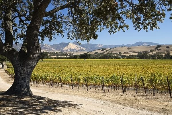 Autumnal vineyards, near Los Olivos, Santa Ynez Valley, Santa Barbara County, California, United States of America, North America