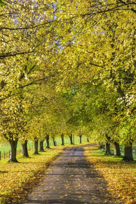 Framed Print : Avenue of autumn beech trees with colourful yellow leaves, Newbury, Berkshire, England Framed Print : Avenue of autumn beech trees with colourful yellow leaves, Newbury, Berkshire, England