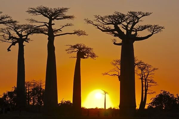 Avenue de Baobabs at sunset, Madagascar, Africa