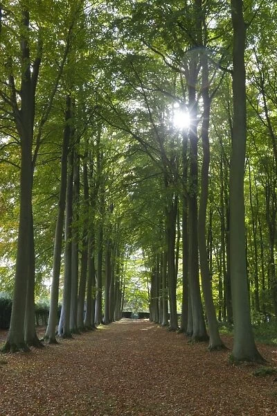 Avenue of beech trees, Mickleton, Cotswolds, Gloucestershire, England, United Kingdom