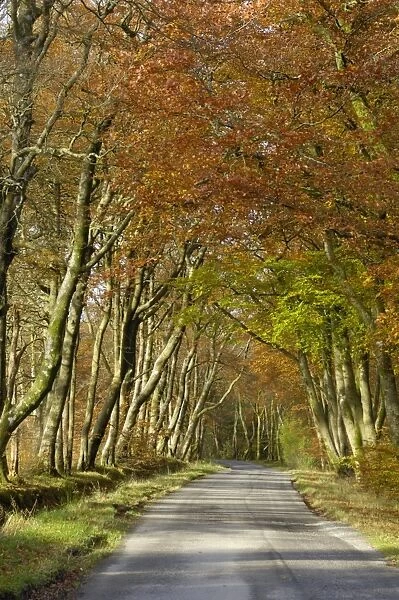 Avenue of beech trees, near Laurieston, Dumfries and Galloway, Scotland, United Kingdom, Europe