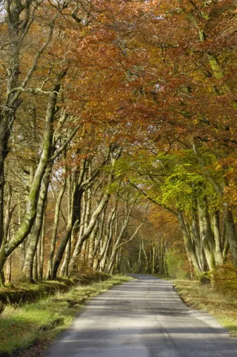 Framed Print : Avenue of beech trees, near Laurieston, Dumfries and Galloway, Scotland, United Kingdom, Europe Framed Print : Avenue of beech trees, near Laurieston, Dumfries and Galloway, Scotland, United Kingdom, Europe