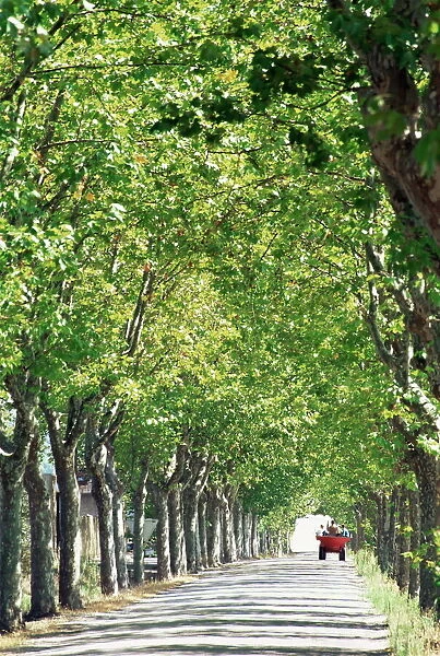Avenue of plane trees, Lancon, Bouches du Rhone, Provence, France, Europe