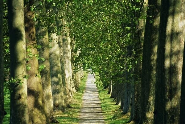 Avenue of plane trees, planted 1809, Canal du Midi, Seuil de Naurouze, Languedoc-Roussillon