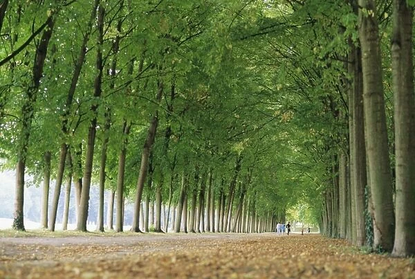 Avenue of poplar trees, Parc de Marly, western outskirts of Paris, France, Europe