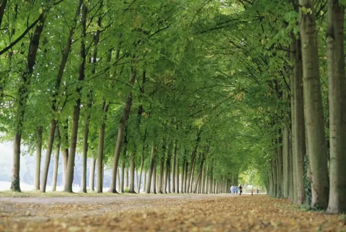 Framed Print : Avenue of poplar trees, Parc de Marly, western outskirts of Paris, France, Europe Framed Print : Avenue of poplar trees, Parc de Marly, western outskirts of Paris, France, Europe