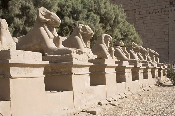 Avenue of Rams leading to temple precinct, Karnak, near Luxor, Thebes, UNESCO World Heritage Site