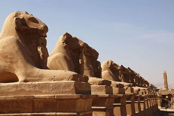 Avenue of Sphinxes, Karnak Temple, UNESCO World Heritage Site, Luxor, Thebes, Egypt