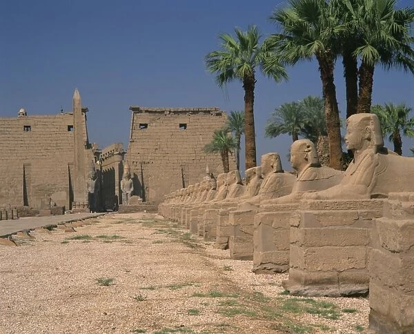 The Avenue of Sphinxes, leading to the Colossi of Ramses II, guarding Luxor Temple