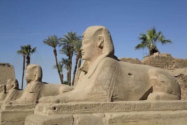 Avenue of Sphinxes, Luxor Temple, Luxor, Thebes, UNESCO World Heritage Site, Egypt