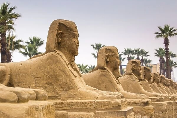 Avenue of Sphinxes, Luxor Temple, UNESCO World Heritage Site, Luxor, Egypt, North Africa