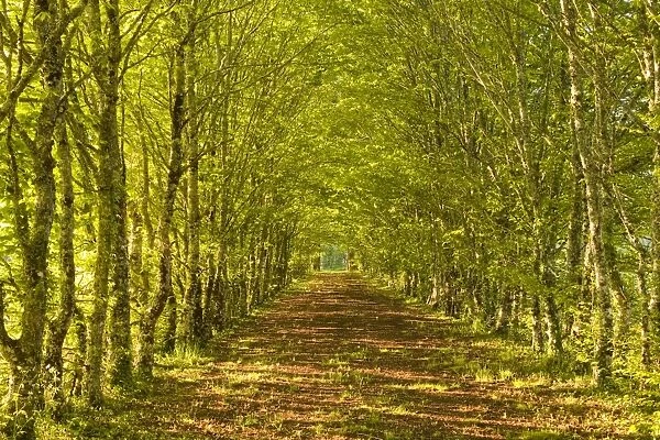 An avenue of trees in the Dordogne area of France, Europe
