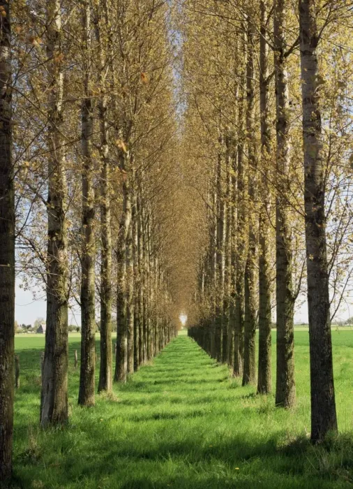 Framed Print : Avenue of trees, Haute Normandie (Normandy), France, Europe Framed Print : Avenue of trees, Haute Normandie (Normandy), France, Europe