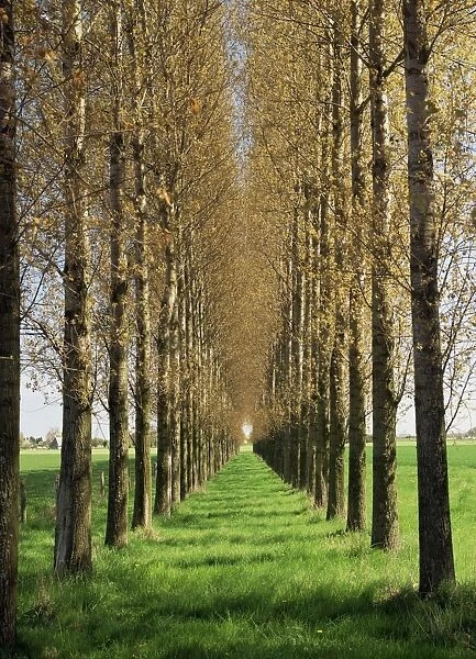 Avenue of trees, Haute Normandie (Normandy), France, Europe