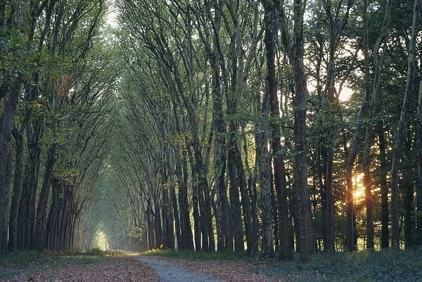 Avenue of trees with sun low in the sky behind, at Versailles, Ile de France