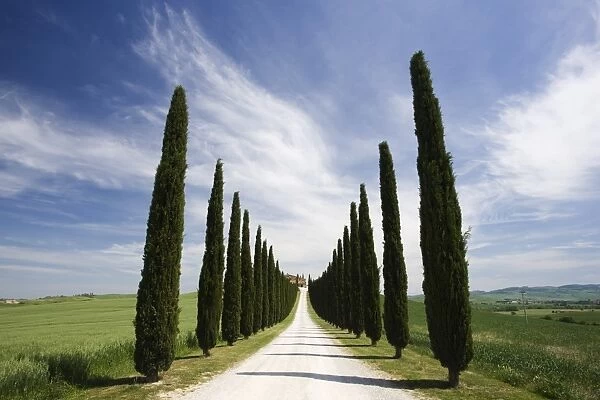 Avenues of cypress trees and driveway leading to farmhouse, near Pienza