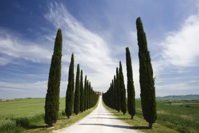 Framed Print : Avenues of cypress trees and driveway leading to farmhouse, near Pienza Framed Print : Avenues of cypress trees and driveway leading to farmhouse, near Pienza