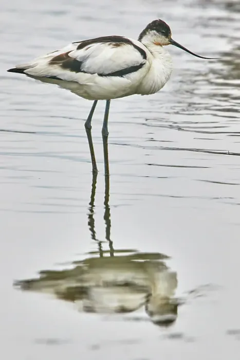 Framed Print : An avocet (Recurvirostra avosetta), at Brownsea Island, a nature reserve in Poole Harbour, Dorset, England, United Kingdom, Europe Framed Print : An avocet (Recurvirostra avosetta), at Brownsea Island, a nature reserve in Poole Harbour, Dorset, England, United Kingdom, Europe