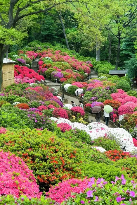 Framed Print : Azaleas (Rhododendron) garden of the Nezu-jinja Shrine, located in Bunkyo district north of Tokyo, Japan Framed Print : Azaleas (Rhododendron) garden of the Nezu-jinja Shrine, located in Bunkyo district north of Tokyo, Japan
