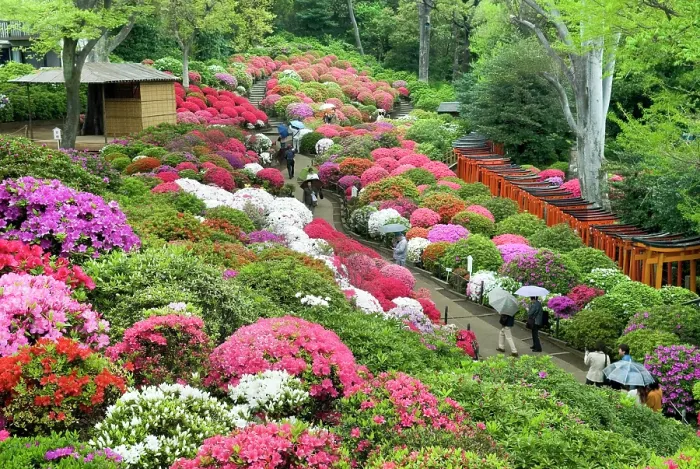Framed Print : Azaleas (Rhododendron) garden of the Nezu-jinja Shrine, located in Bunkyo district north of Tokyo, Japan Framed Print : Azaleas (Rhododendron) garden of the Nezu-jinja Shrine, located in Bunkyo district north of Tokyo, Japan
