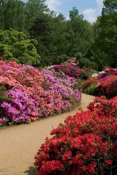 Azaleas and rhododendrons, Isabella Plantation, Richmond Park, Richmond
