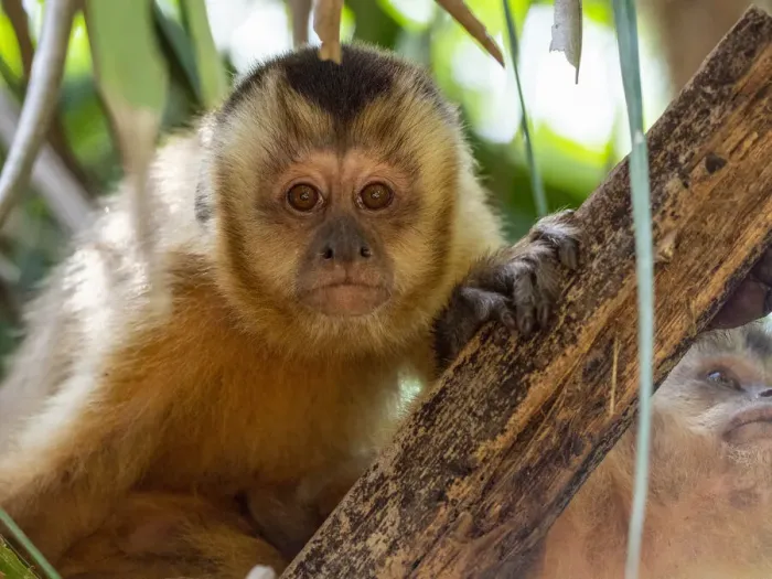 Framed Print : Azarass capuchin (Sapajus cay), resting in a tree, Pousada Piuval, Mato Grosso, Pantanal, Brazil, South America Framed Print : Azarass capuchin (Sapajus cay), resting in a tree, Pousada Piuval, Mato Grosso, Pantanal, Brazil, South America