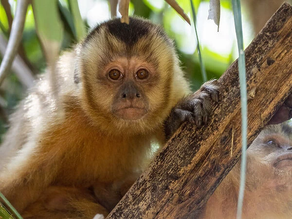 Azarass capuchin (Sapajus cay), resting in a tree, Pousada Piuval, Mato Grosso, Pantanal, Brazil, South America