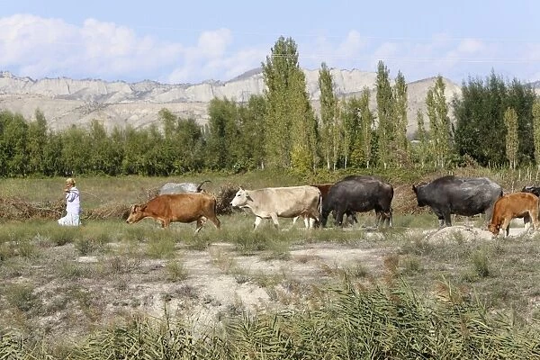 Azeri farmer driving cattle, Goechay, Azerbaijan, Central Asia, Asia