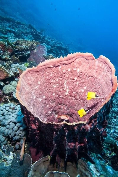 Azure vase sponge and big nose butterflyfish (Forcipiger flavissimus), Sulawesi, Indonesia, Southeast Asia, Asia