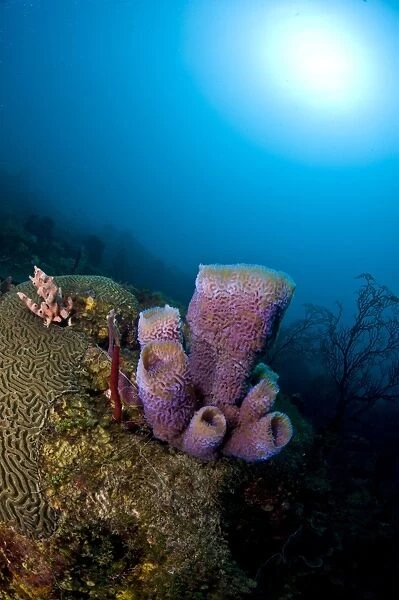 Azure vase sponge (Callyspongia plicifera), and sunburst, St. Lucia, West Indies, Caribbean, Central America