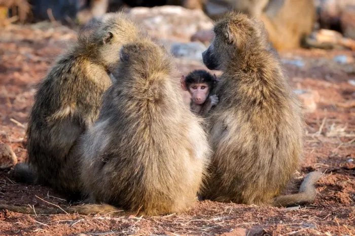 Framed Print : Baboon family, Botswana, Africa Framed Print : Baboon family, Botswana, Africa