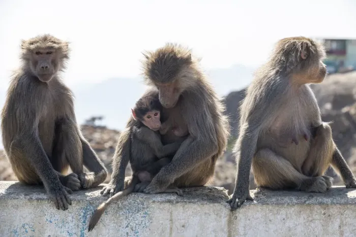 Framed Print : Baboons, Abha, Kingdom of Saudi Arabia, Middle East Framed Print : Baboons, Abha, Kingdom of Saudi Arabia, Middle East
