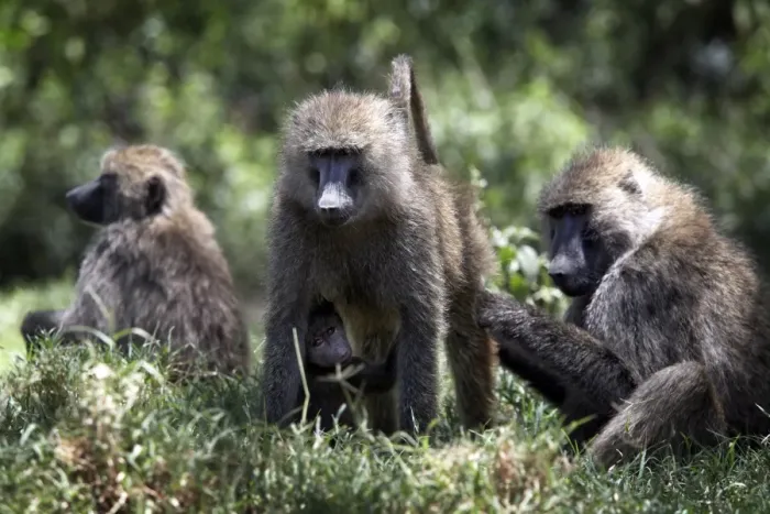 Framed Print : Baboons at Lake Nakuru National Park, Kenya, East Africa, Africa Framed Print : Baboons at Lake Nakuru National Park, Kenya, East Africa, Africa