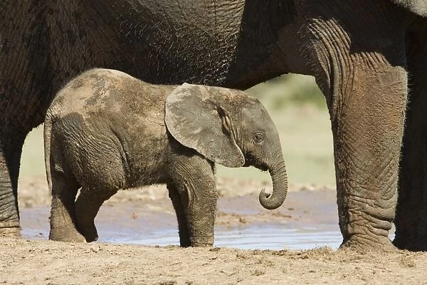Baby African elephant (Loxodonta africana) standing by its mother