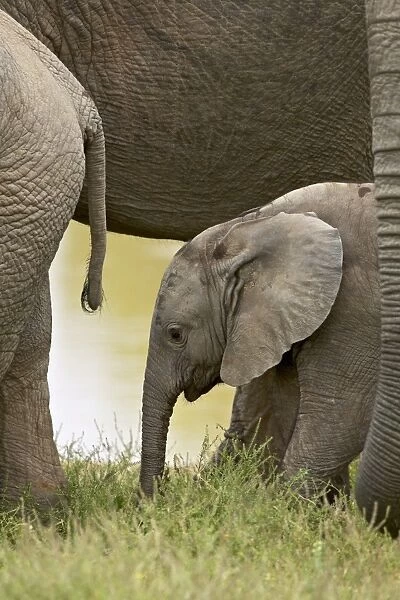 Baby African elephant (Loxodonta africana)