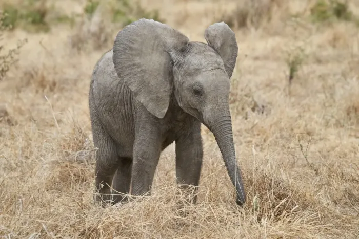 Framed Print : Baby African elephant (Loxodonta africana), Ruaha National Park, Tanzania, East Africa Framed Print : Baby African elephant (Loxodonta africana), Ruaha National Park, Tanzania, East Africa