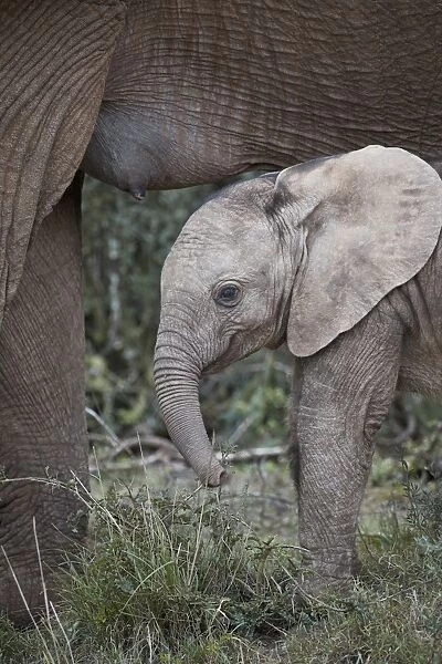 Baby African elephant (Loxodonta africana), Addo Elephant National Park, South Africa
