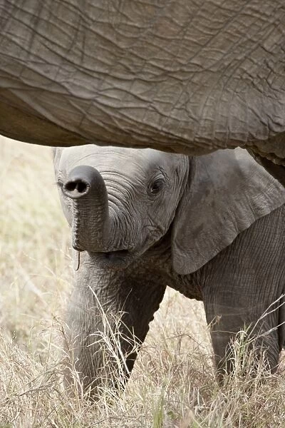 Baby African Elephant (Loxodonta africana), Masai Mara National Reserve