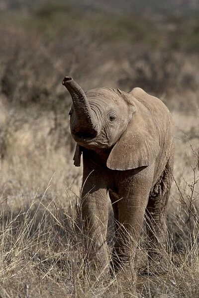 Baby African elephant (Loxodonta africana), Samburu National Reserve, Kenya