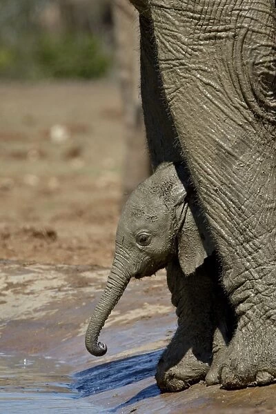 Baby African Elephant (Loxodonta africana) drinking while standing between its mothers legs